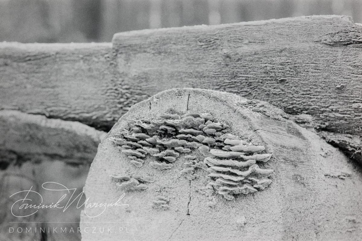December Macro in B&W