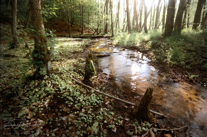 Where Błudnik Leads