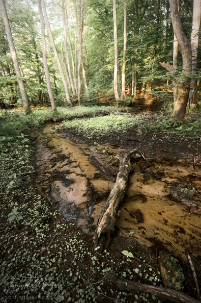 Where Błudnik Leads