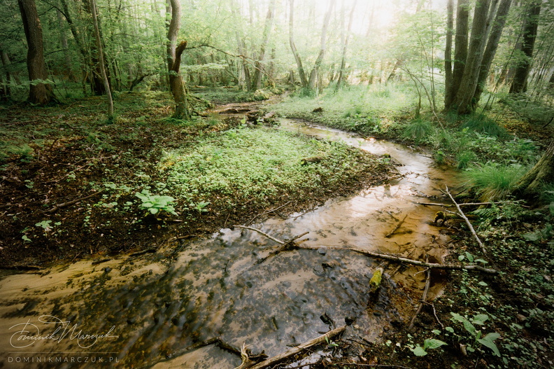 Where Błudnik Leads